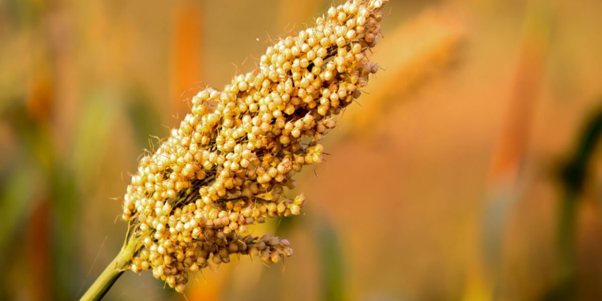 jowar-(sorghum)-–-benefits,-nutrition-value,-&-recipes