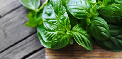 basil-leaves:-nature’s-anti-inflammatory-superfood